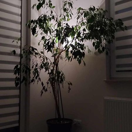 Apartament Zielone Zamienie 外观 照片