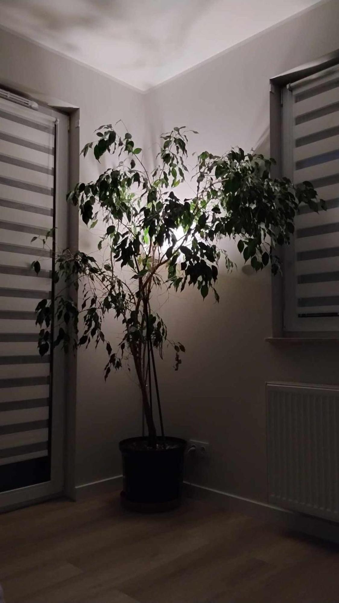 Apartament Zielone Zamienie 外观 照片